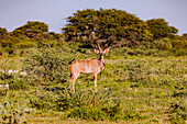 Ein Impala als afrikanische Antilope steht und beobachtet im Grasland des Etosha Nationalpark in Namibia, Afrika
