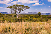 A large and distinctive single Umbrella Acacia in the savannah of Namibia, Africa