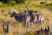 Several zebras from the side in the steppe of Etosha National Park in Namibia, Africa