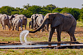 Ein Elefant spritzt mit seinem Rüssel Wasser einer Wasserstelle umher, Etosha-Nationalpark, Namibia, Afrika