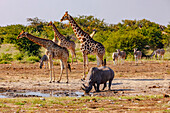Some giraffes and zebras and a rhino meet at a waterhole to drink in Etosha National Park in Namibia, Africa