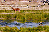 Eine Antilope sowie eine Ente begegnen sich friedlich an einem Wasserloch im Etosha Nationalpark, Namibia, Afrika