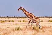 Eine einzelne gehende Giraffe in trockenem Gras im Buschland von Naimbia, Afrika