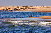 Robben am Pelican Point an der Walfischbucht Walvis Bay an der Atlantikküste von Namibia