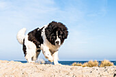 Dog on the Baltic Sea, Heiligenhafen, Baltic Sea, Ostholstein, Schleswig-Holstein, Germany
