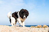 Hund an der Ostsee, Heiligenhafen, Ostsee, Ostholstein, Schleswig-Holstein, Deutschland