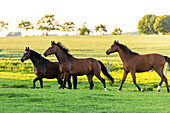Horses in a pasture in Ostholstein, Schleswig-Holstein, Germany
