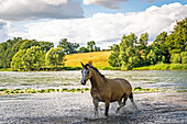 Pferd in einem See, Schleswig-Holstein, Deutschland