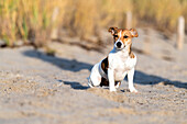 Dog Jack Russel at the Ostseestand, Ostholstein, Baltic Sea, Schleswig-Holstein, Germany