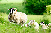 Schafe im grünen Gras, Schleswig-Holstein, Deutschland