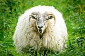 Schaf im grünen Gras, Schleswig-Holstein, Deutschland