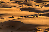 Camel caravan in the Sahara desert near Merzouga, Kingdom of Morocco, Africa
