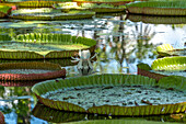 Teich mit Riesenseerosen, Pamplemousses Botanical Garden, Mauritius, Afrika