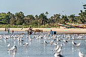 Ein Schwarm Möwen am Strand von Sanyang, Gambia, Westafrika