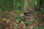 Termitenhügel (Cubitermes sp) im Inneren des Regenwaldes, Atewa Range, Ghana