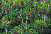 Palmen (Arecaceae), Lobeke Nationalpark, Kamerun