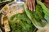 Blätter für Lebensmittel vorbereiten, Mbomo Village, Odzala-Kokoua Nationalpark, Demokratische Republik Kongo