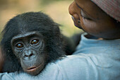 Bonobo (Pan paniscus)-Leihmutter mit Waise, Lola Ya Bonobo Sanctuary, Demokratische Republik Kongo