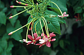 Fiddleleaf Jatropha (Jatropha Pandurifolia) blühend, Komoren