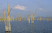 Tote Bäume im Wasser, entstanden durch künstliche Seen, Lake Kariba, Simbabwe