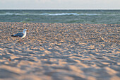Möwe am Strand von Sylt, Norddeutschland, Schleswig-Holstein, Deutschland, Eurpoa