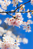 Blühende Kirschblüte, Silverdale, Staat Washington, USA