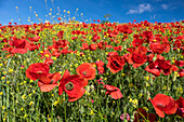 Spain, Andalusia. A field of bright and cheerful red poppy wildflowers.