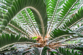 Sago-Palm, USA