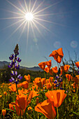 Kalifornische Mohnblumen und Lupinen, Peridot-Mesa, Arizona, USA