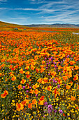 USA, California, Owl's Clover, Goldfields and California poppies on hillside near Lancaster, California