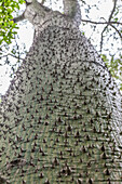 Stamm des Maya Ceiba Baums im Garten La Mortella in Forio, Insel Ischia, Golf von Neapel, Kampanien, Italien
