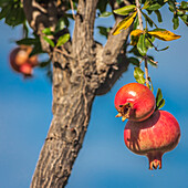 Granatapfel-Baum in Forio, Insel Ischia, Golf von Neapel, Kampanien, Italien