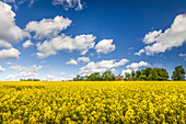 Yellow rapeseed field and farmhouses in Melsted on Bornholm, Denmark