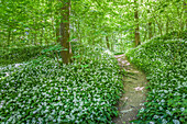 Forest path to Dondalen waterfall at Gudhjem, Bornholm, Denmark