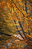 Herbst an der Würm, Leutstetten, Starnberg, Oberbayern, Bayern, Deutschland