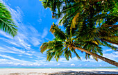 Coconut palms, Scout Park Beach, Cocos (Keeling) Islands, Indian Ocean, Asia