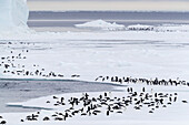 Adelie-Pinguine (Pygoscelis adeliae), Wandern und Rodeln entlang des einjährigen Eises in der Gerlache-Straße, Antarktis, Polarregionen