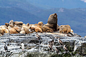 An adult male South American sea lion (Otaria flavescens), resting amongst adult females near Ushuaia, Argentina, South America