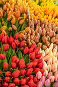 Tulips at the Flower Market on the Singel, Amsterdam, Benelux, Benelux States, North Holland, Noord-Holland, Netherlands