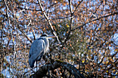 Gray Heron, Gray Heron, Nymphenburger Park, Munich, Bavaria, Germany, Europe