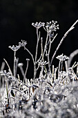 Hoar frost at Forggensee near Schwangau, Allgaeu, Bavaria, Germany, Europe