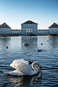 View of Nymphenburg Palace with swan, Munich, Bavaria, Germany, Europe