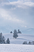 Blick auf eine Winterlandschaft, Buching, Allgäuer Alpen, Allgäu, Bayern, Deutschland, Europa