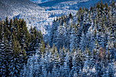 Forest and mountain landscape in winter, Koenigswinkel, Allgäu Alps, Allgäu, Bavaria, Germany, Europe