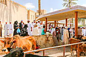 Lots of people trading at the livestock market in busy Niwza, Oman, Arabian Peninsula, Asia