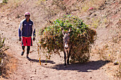 A man and a donkey laden with scrub walk a path up a mountain, Cape Verde, Africa