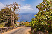 Malerischer Blick von einer steilen Pflasterstraße mit Mauer und einem Baum auf das Meer an der Insel Fogo, Kapverden