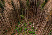 Luftaufnahme von durch den Klimawandel sterbende Fichten im bayrischen Wald, Deutschland