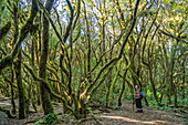 Woman hiking in the forest of Garajonay National Park, UNESCO World Heritage on La Gomera island, Canary Islands, Spain
