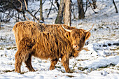 Highland cattle in winter, landscape conservationist, Weissenhaus, Ostholstein, Schleswig-Holstein, Germany